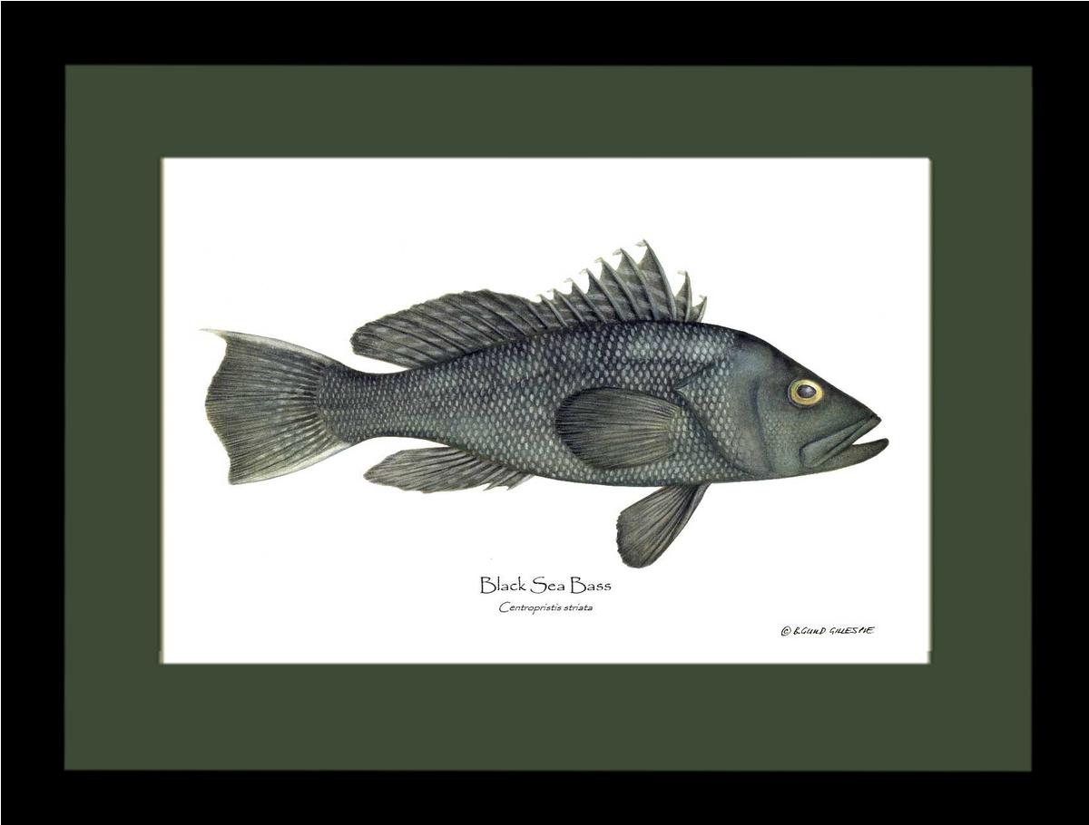 Black Sea Bass | Wall Art Fish Print