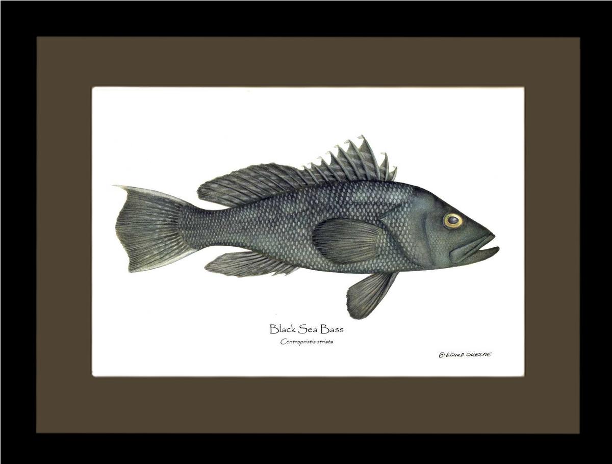 Black Sea Bass | Wall Art Fish Print