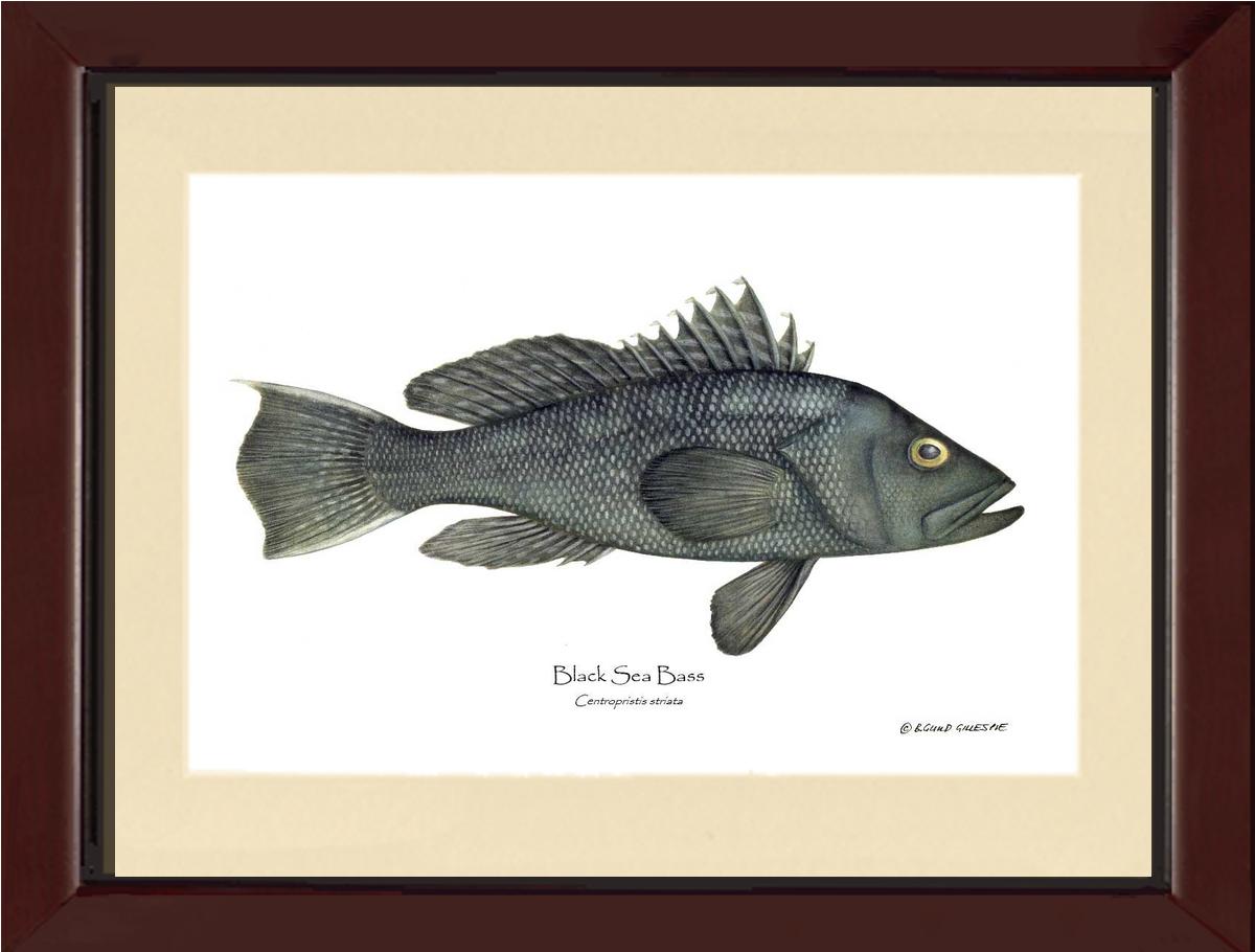 Black Sea Bass | Wall Art Fish Print