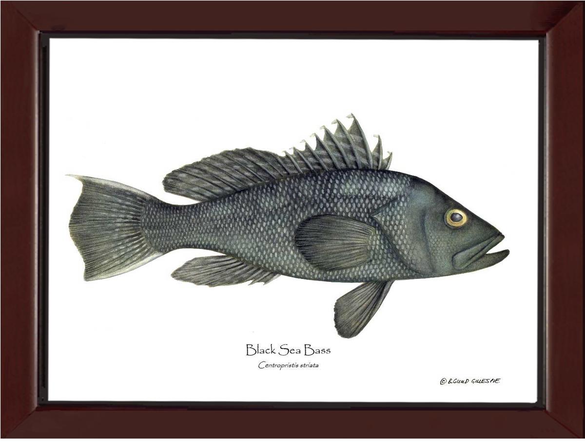 Black Sea Bass | Wall Art Fish Print