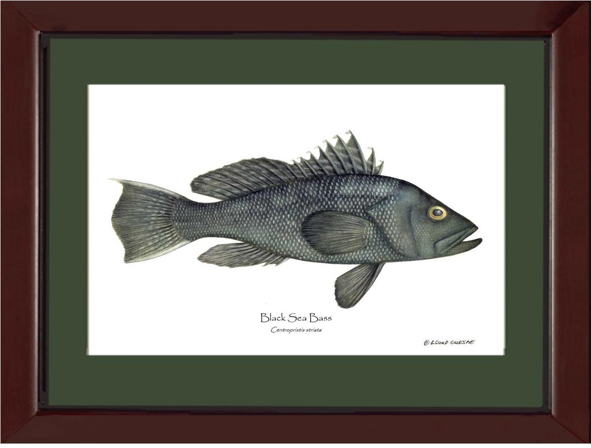 Black Sea Bass | Wall Art Fish Print