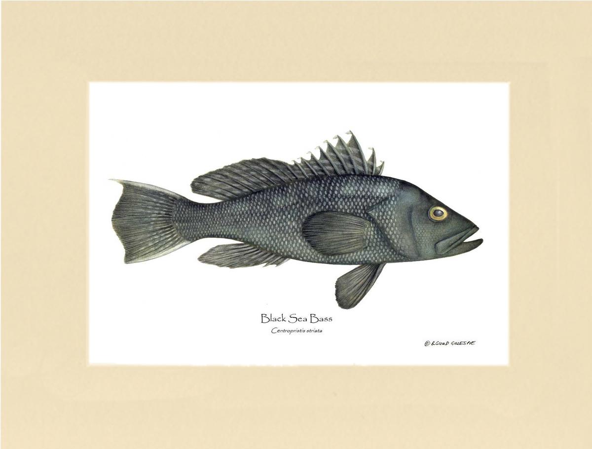 Black Sea Bass | Wall Art Fish Print