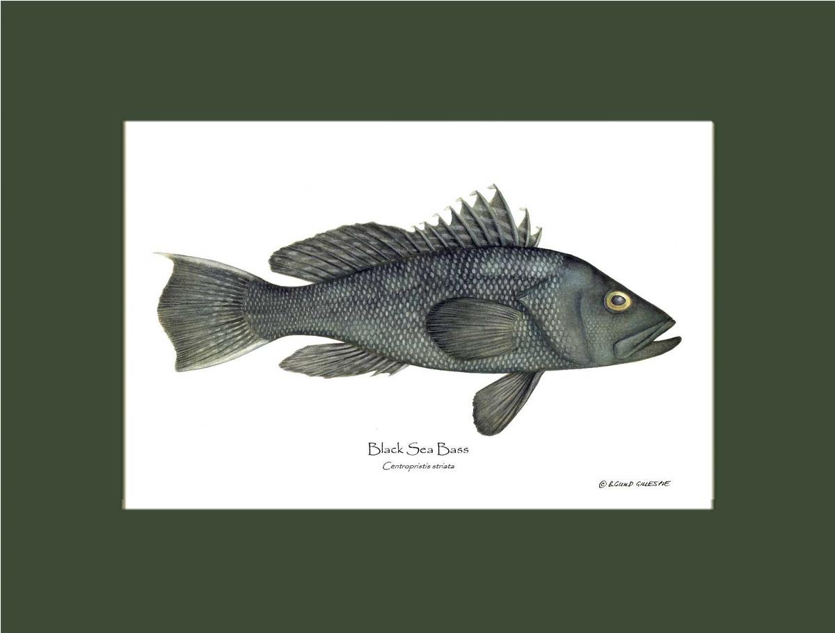 Black Sea Bass | Wall Art Fish Print