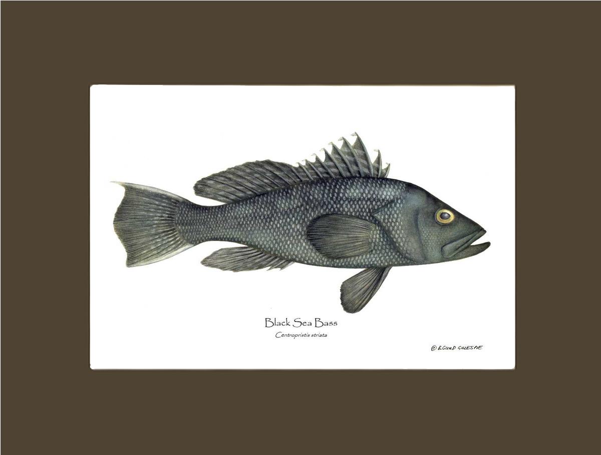 Black Sea Bass | Wall Art Fish Print