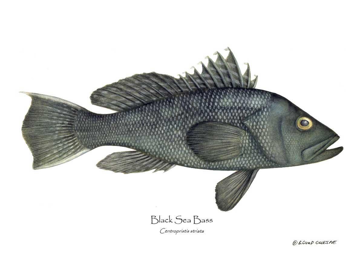 Black Sea Bass | Wall Art Fish Print