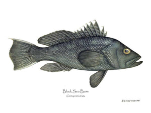 Fish Print: Black Sea Bass Centropristis striata