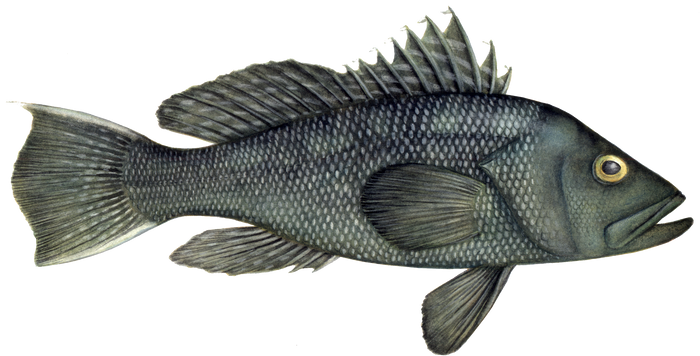 Black Sea Bass Image