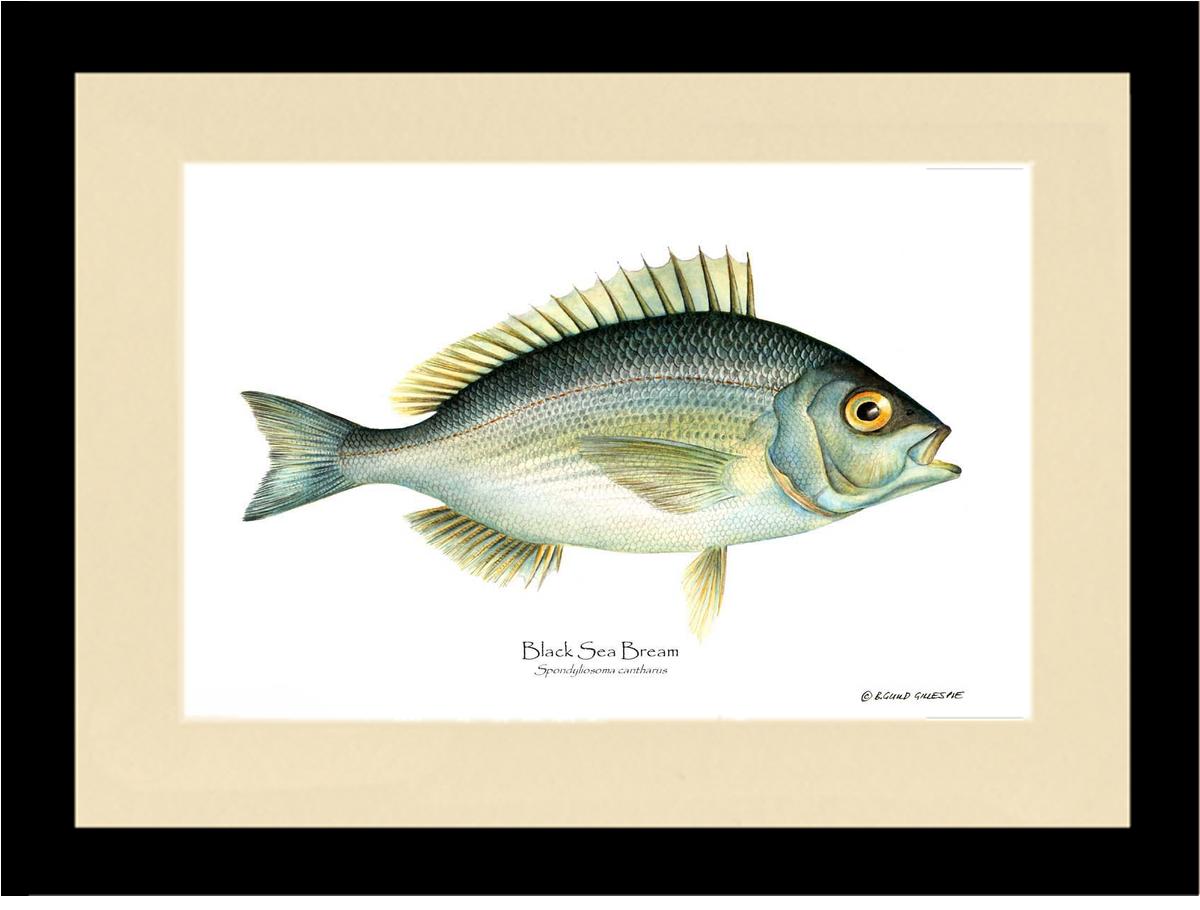 Fish Print: Bream Black Sea Spondyliosoma cantharus – Charting Nature
