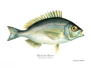 Fish Print: Bream Black Sea Spondyliosoma cantharus