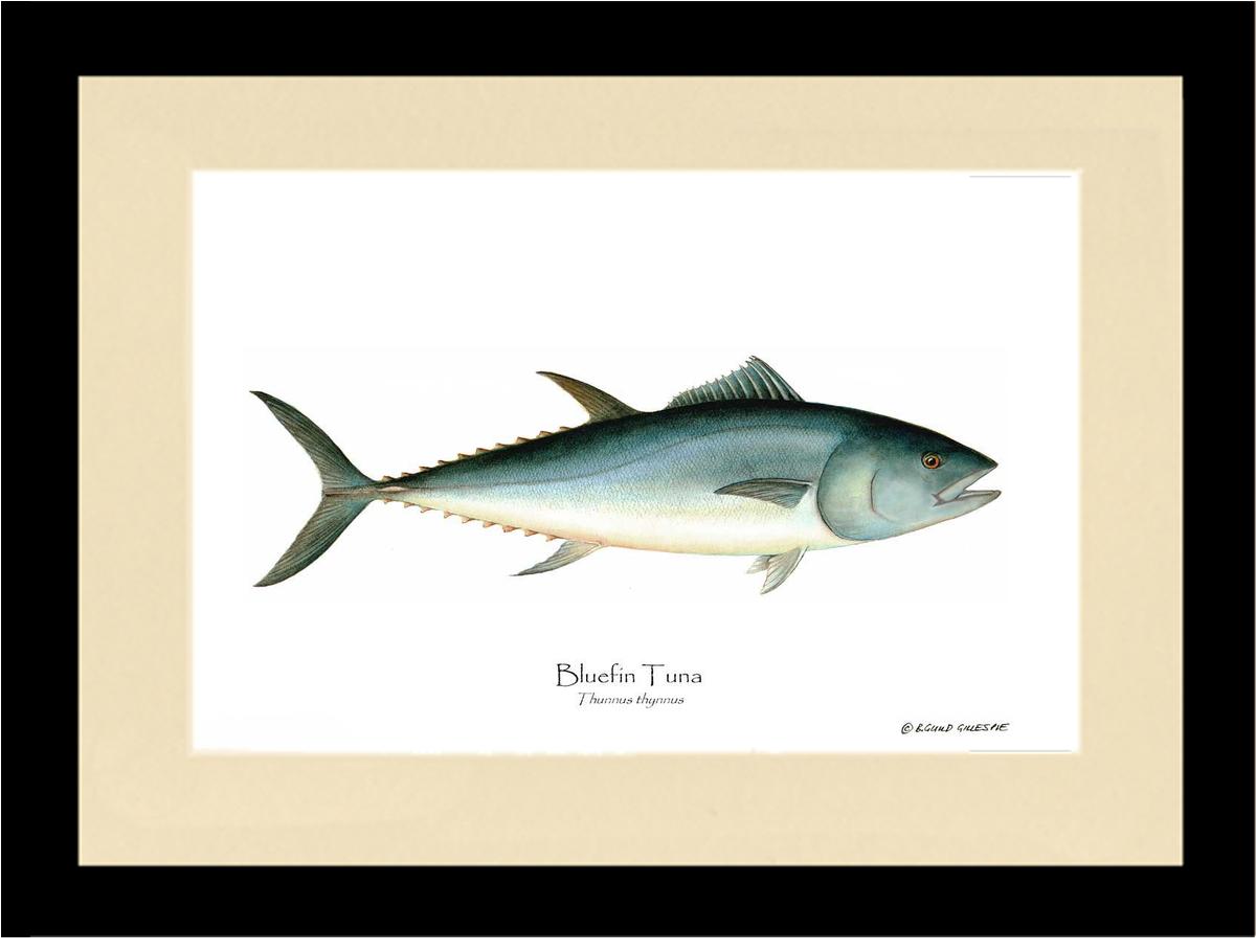 Bluefin Tuna (Atlantic Tuna) Thunnus thynnus | Wall Art Fish Print