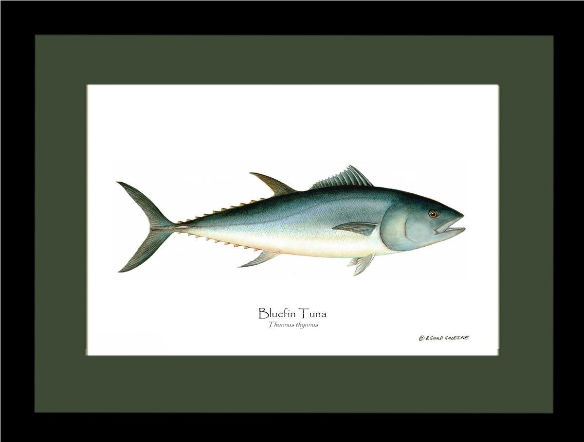Bluefin Tuna (Atlantic Tuna) Thunnus thynnus | Wall Art Fish Print