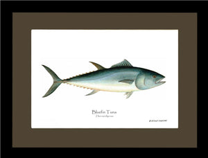 Bluefin Tuna (Atlantic Tuna) Thunnus thynnus