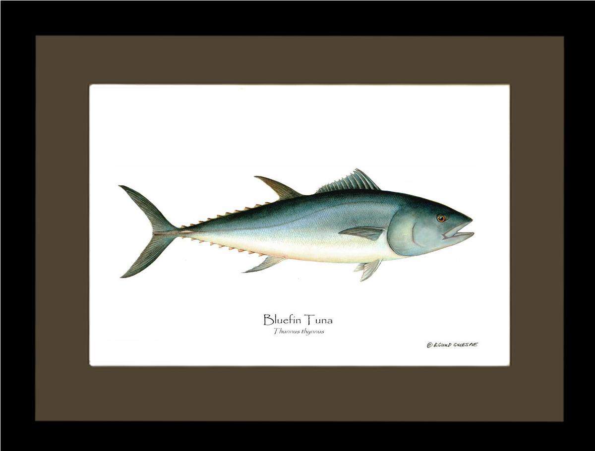 Bluefin Tuna (Atlantic Tuna) Thunnus thynnus | Wall Art Fish Print