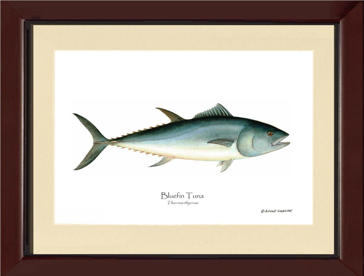 Bluefin Tuna (Atlantic Tuna) Thunnus thynnus | Wall Art Fish Print