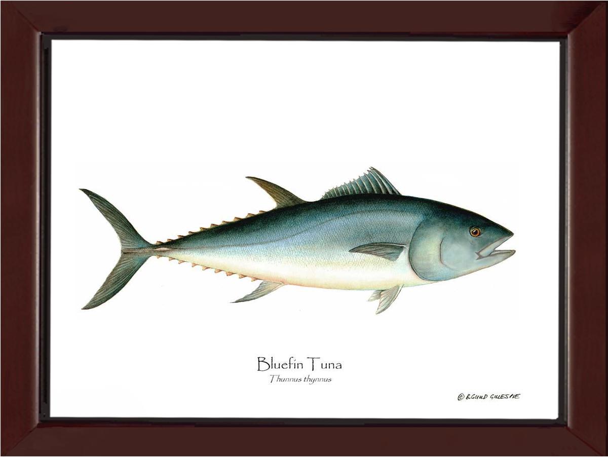 Bluefin Tuna (Atlantic Tuna) Thunnus thynnus | Wall Art Fish Print