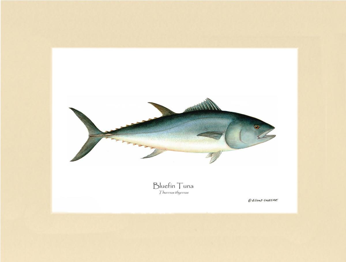 Bluefin Tuna (Atlantic Tuna) Thunnus thynnus | Wall Art Fish Print