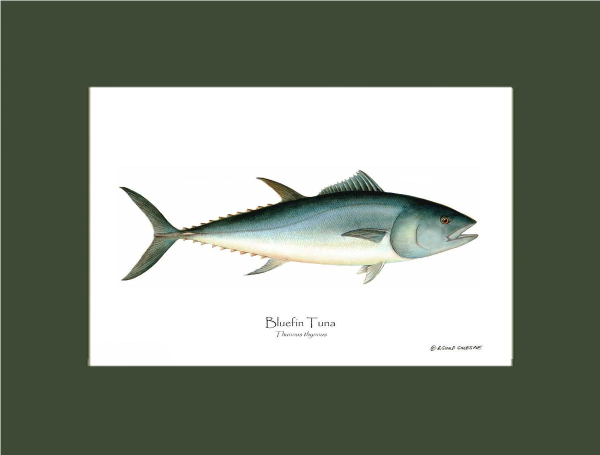 Bluefin Tuna (Atlantic Tuna) Thunnus thynnus | Wall Art Fish Print