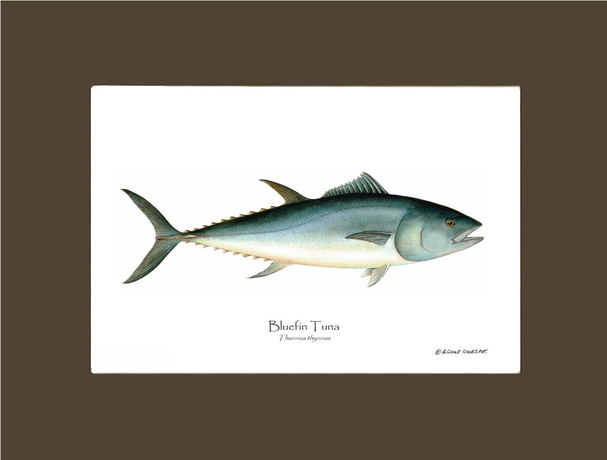 Bluefin Tuna (Atlantic Tuna) Thunnus thynnus | Wall Art Fish Print