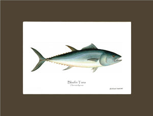 Bluefin Tuna (Atlantic Tuna) Thunnus thynnus