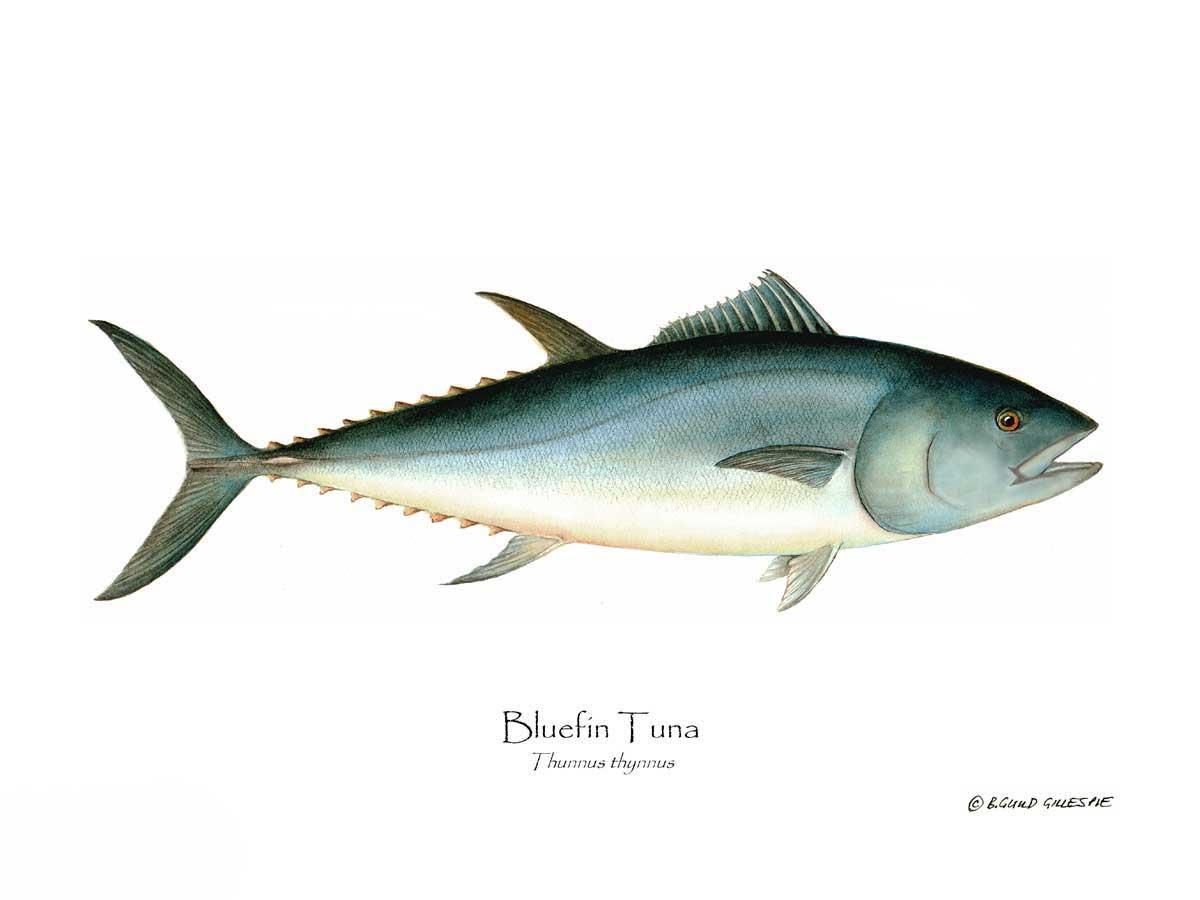 Bluefin Tuna (Atlantic Tuna) Thunnus thynnus | Wall Art Fish Print