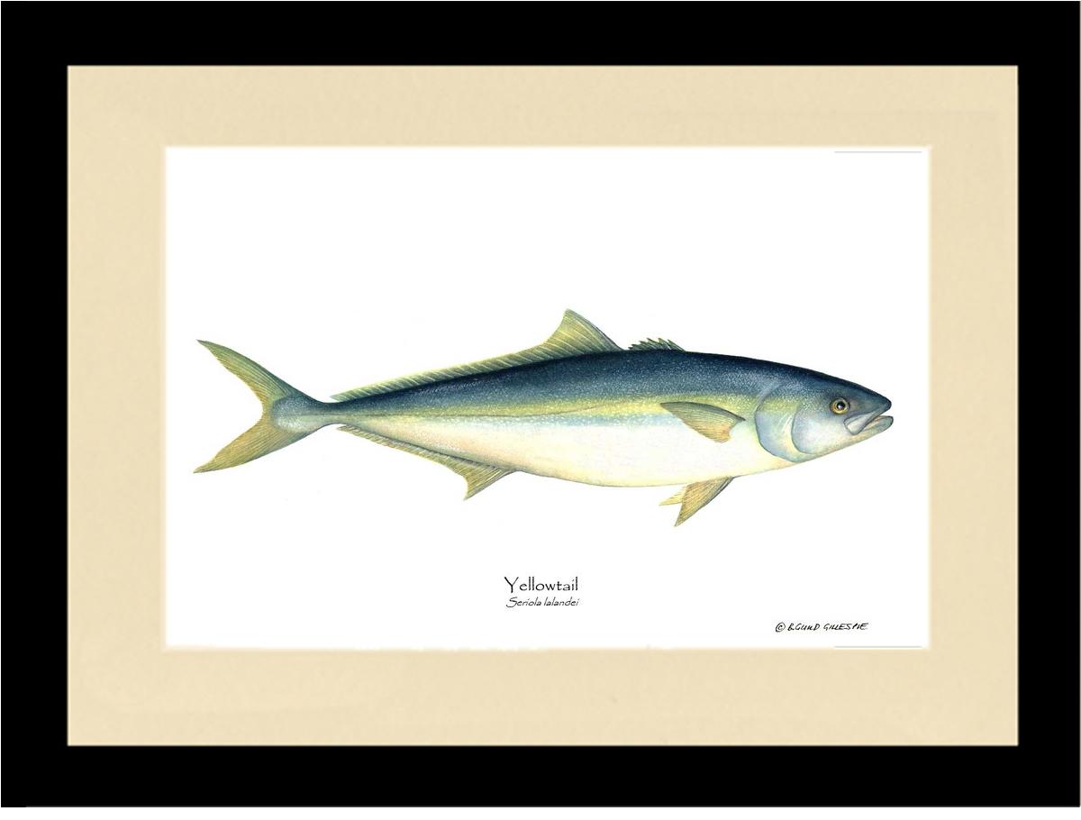 Yellowtail Tuna Seriola lalandei | Wall Art Fish Print