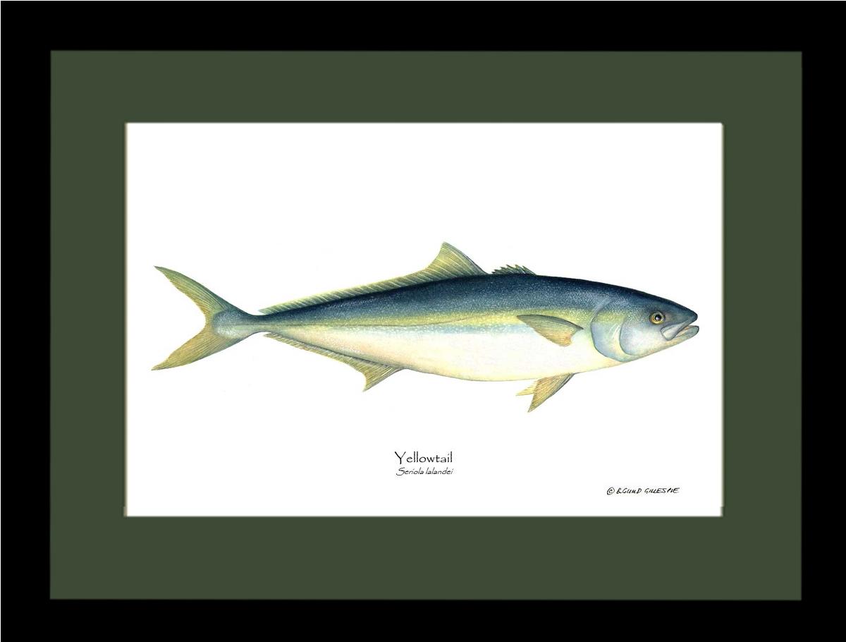 Yellowtail Tuna Seriola lalandei | Wall Art Fish Print