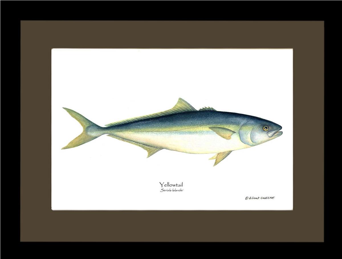 Yellowtail Tuna Seriola lalandei | Wall Art Fish Print