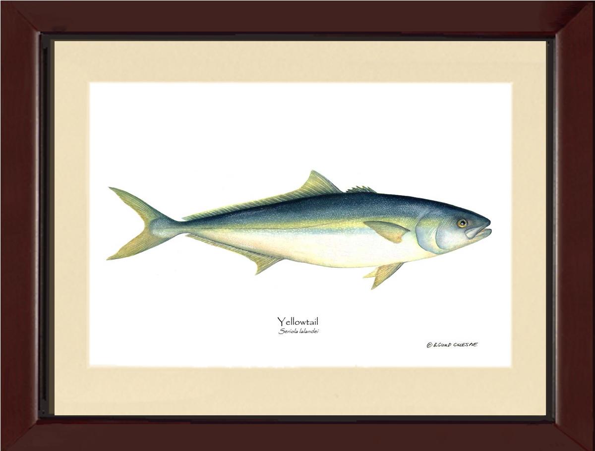 Yellowtail Tuna Seriola lalandei | Wall Art Fish Print