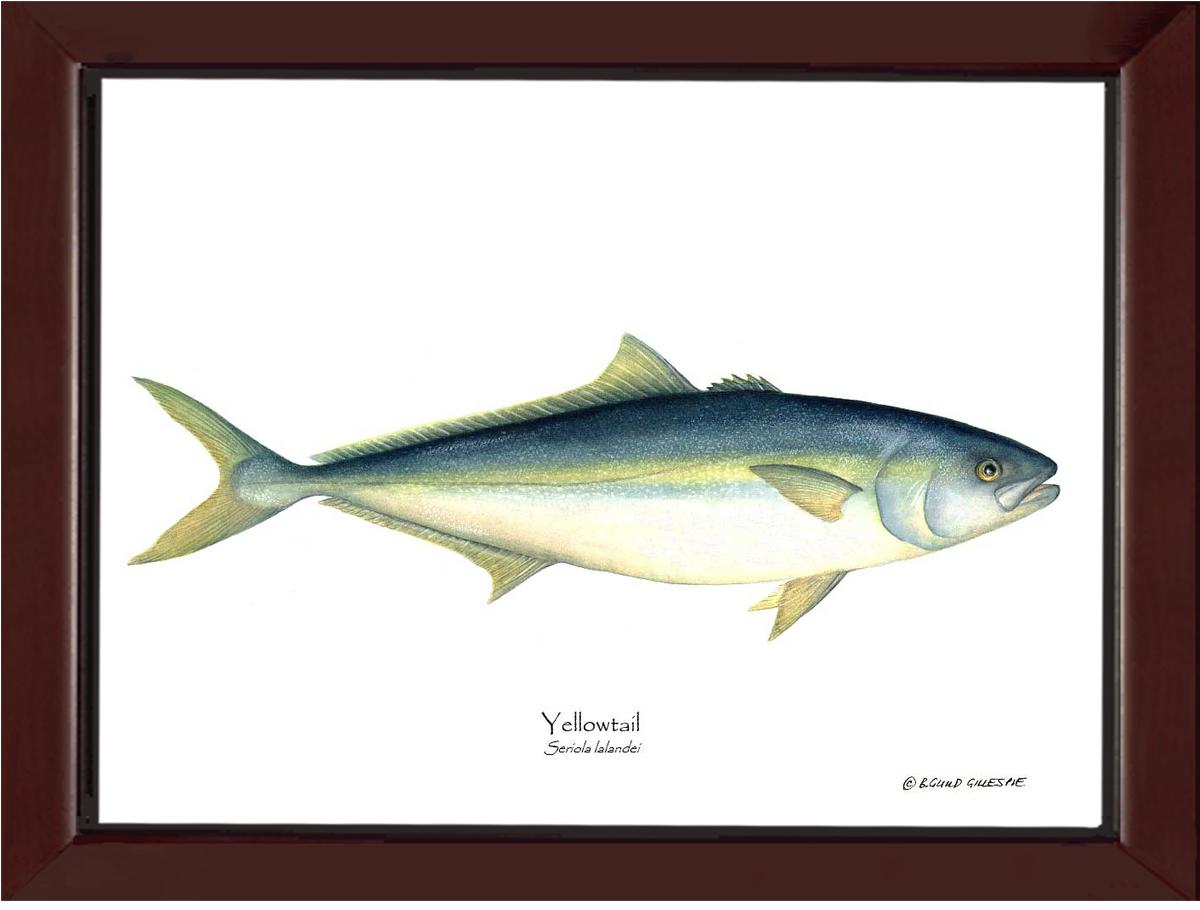 Yellowtail Tuna Seriola lalandei | Wall Art Fish Print
