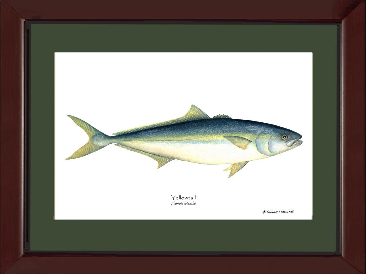 Yellowtail Tuna Seriola lalandei | Wall Art Fish Print