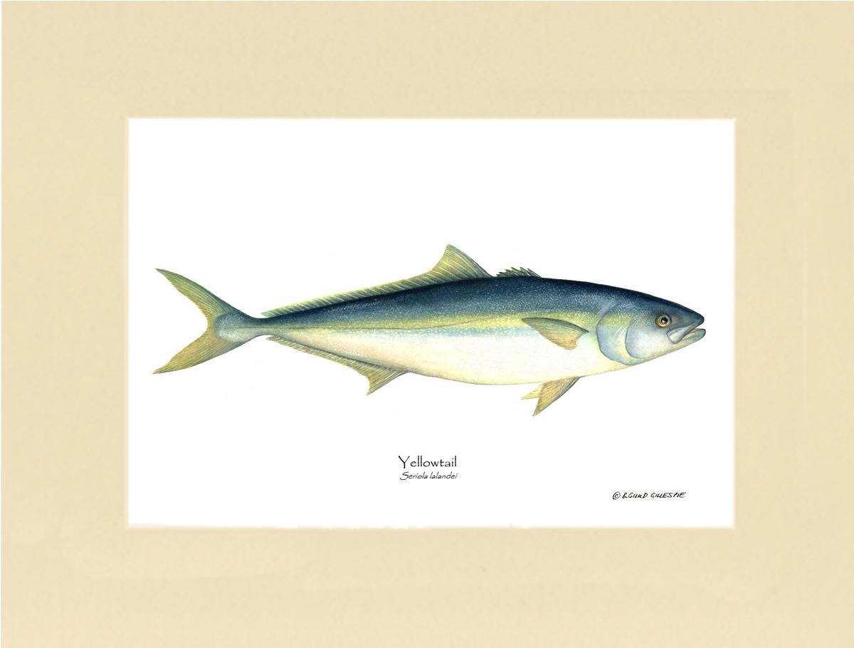 Yellowtail Tuna Seriola lalandei | Wall Art Fish Print