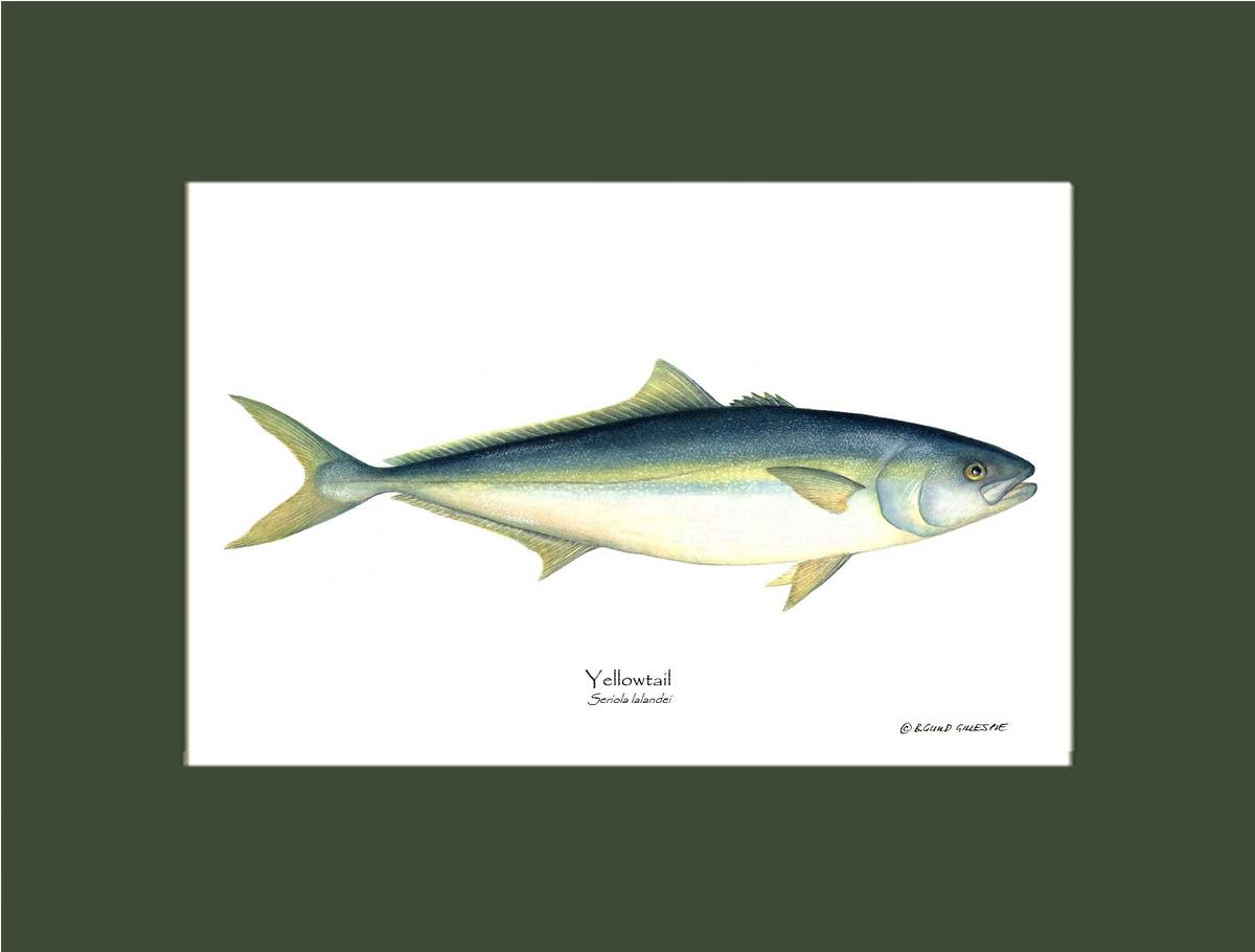 Yellowtail Tuna Seriola lalandei | Wall Art Fish Print