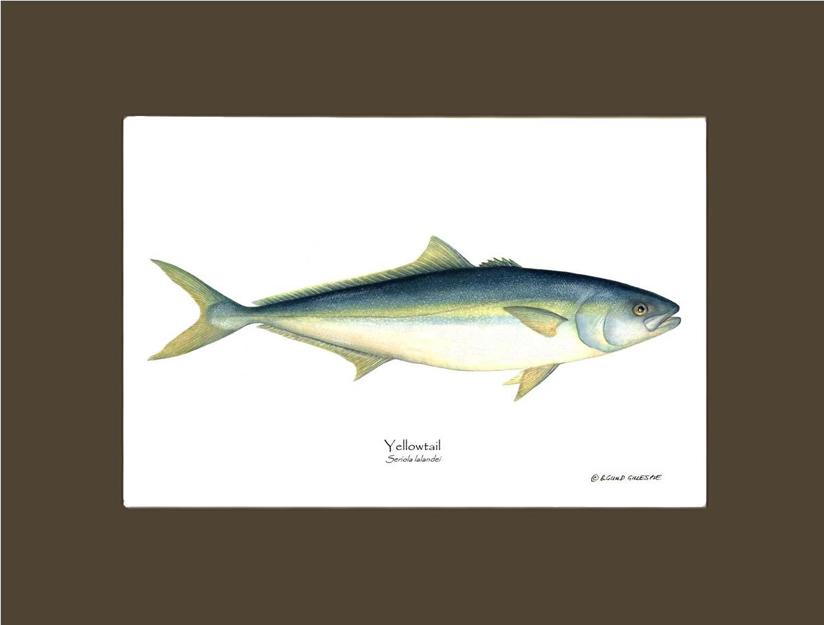 Yellowtail Tuna Seriola lalandei | Wall Art Fish Print
