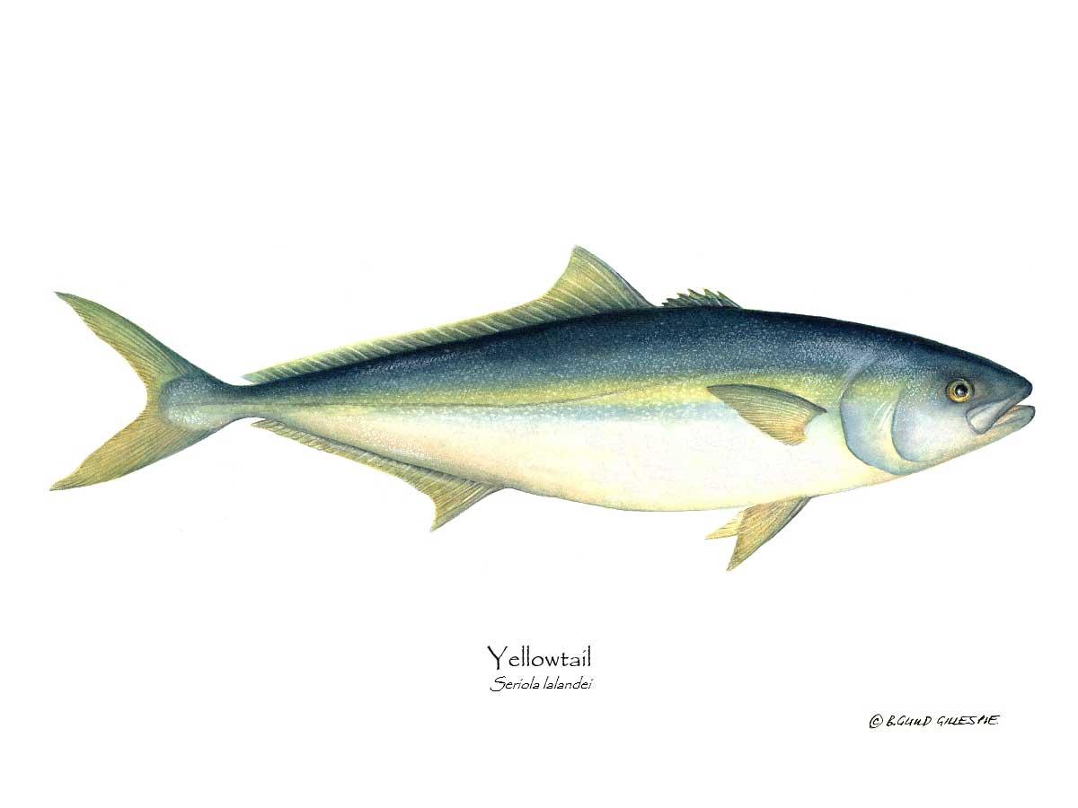 Yellowtail Tuna Seriola lalandei | Wall Art Fish Print