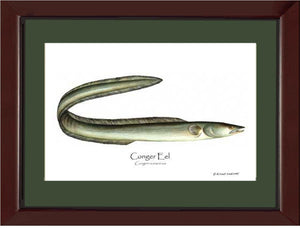 Eel Conger Conger oceanicus