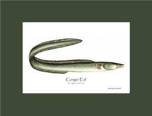 Eel Conger Conger oceanicus