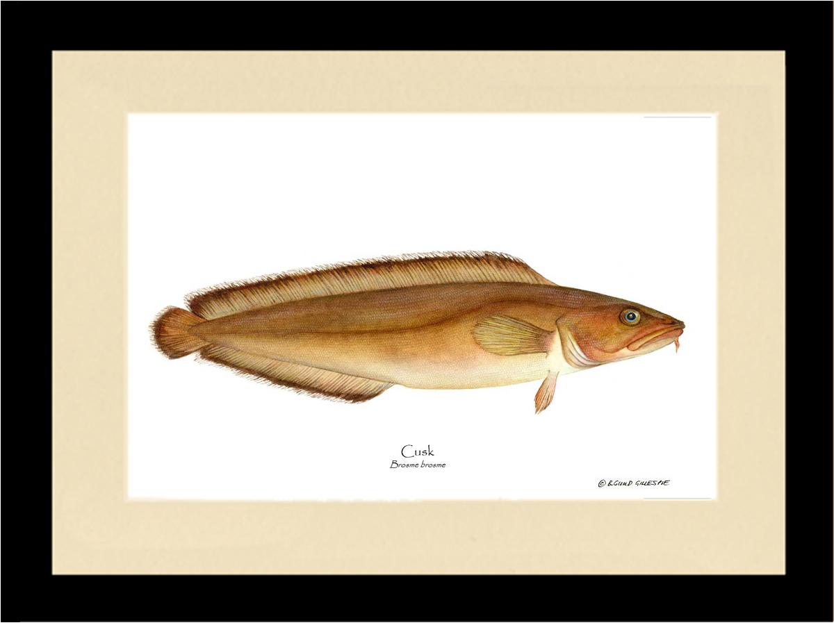 Cusk Brosme brosme | Wall Art Fish Print