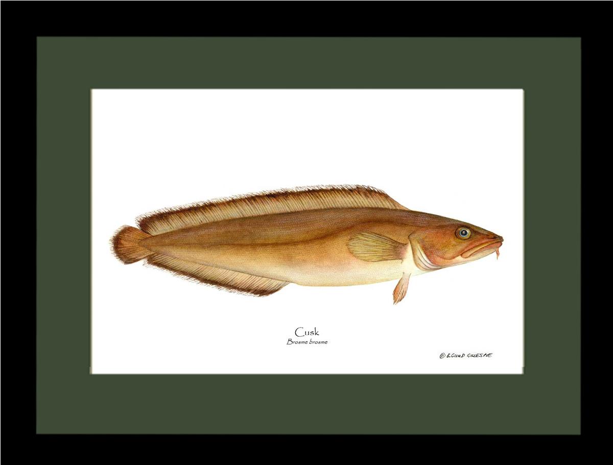 Cusk Brosme brosme | Wall Art Fish Print