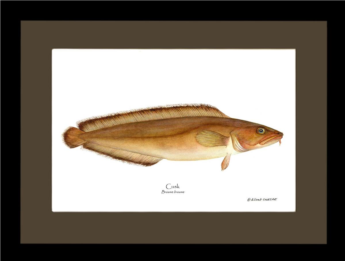 Cusk Brosme brosme | Wall Art Fish Print