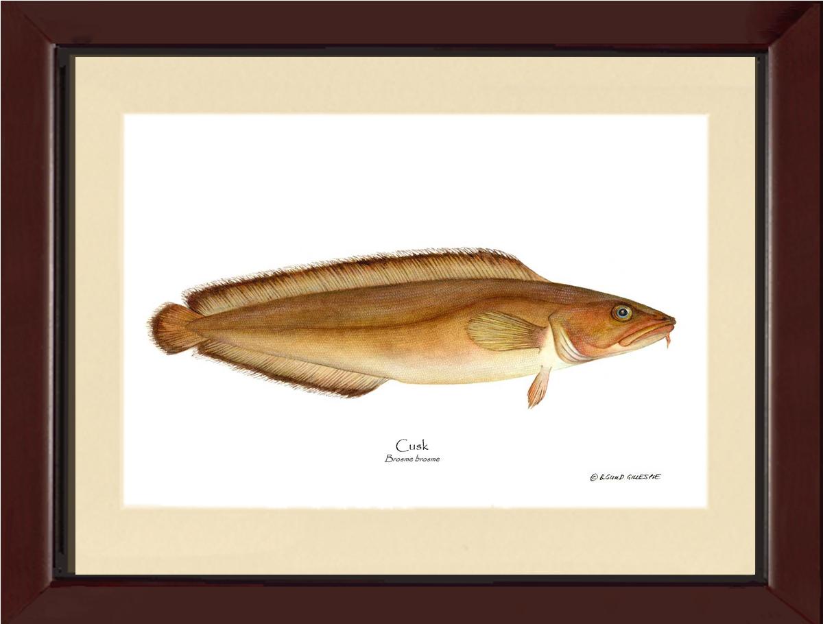 Cusk Brosme brosme | Wall Art Fish Print