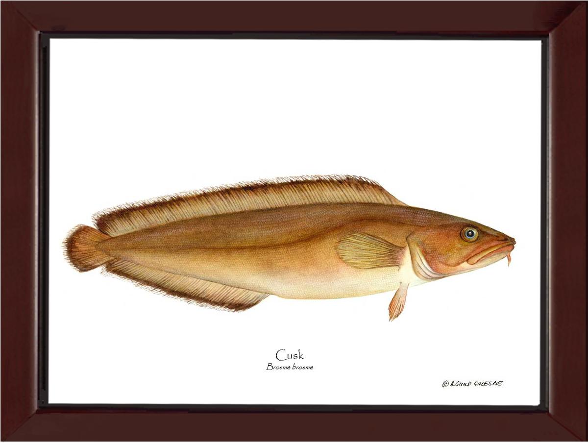Cusk Brosme brosme | Wall Art Fish Print