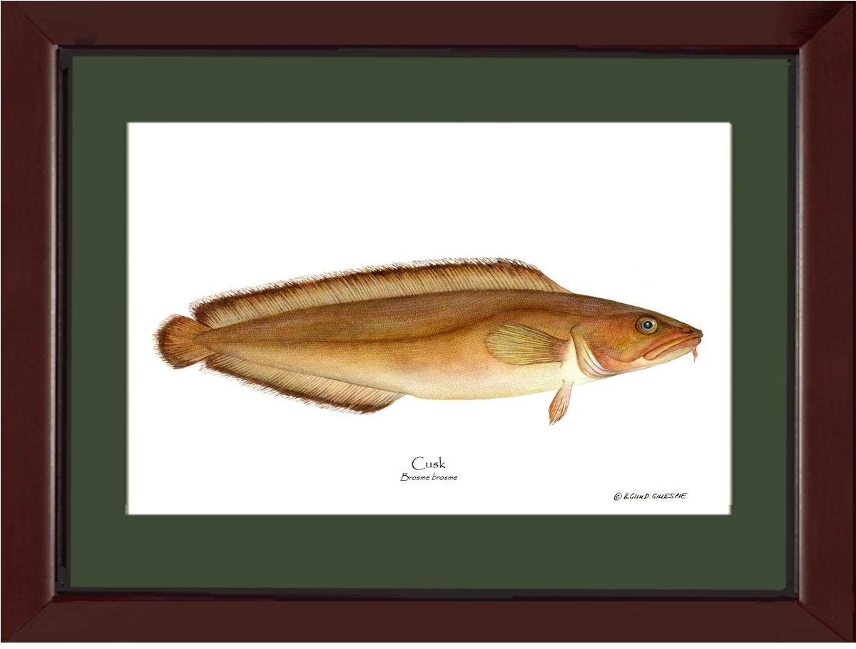 Cusk Brosme brosme | Wall Art Fish Print