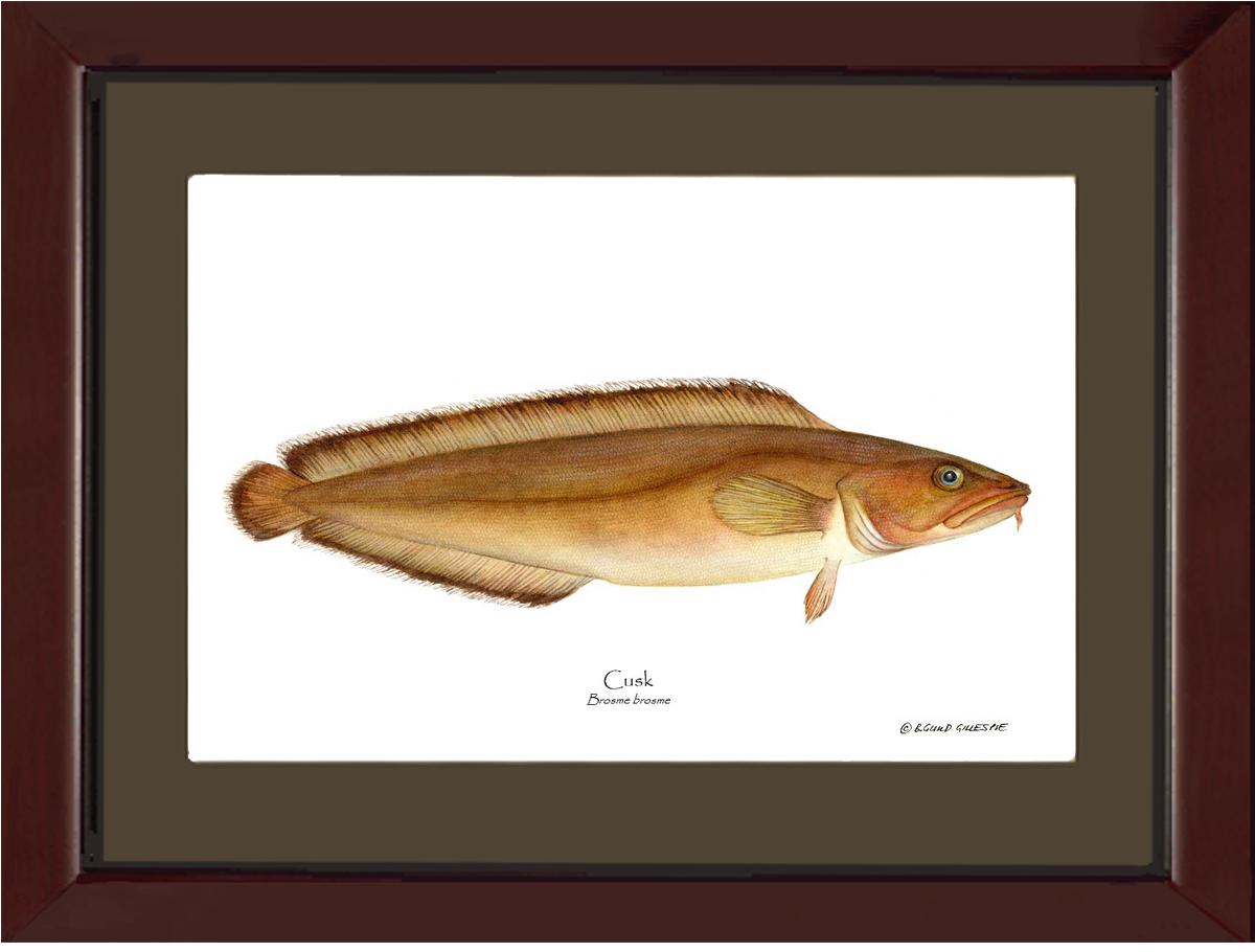 Cusk Brosme brosme | Wall Art Fish Print