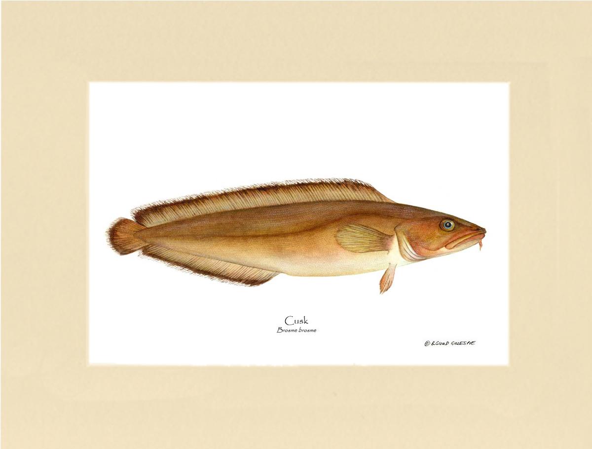 Cusk Brosme brosme | Wall Art Fish Print