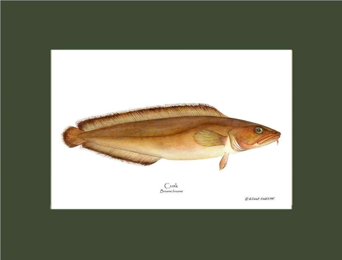 Cusk Brosme brosme | Wall Art Fish Print