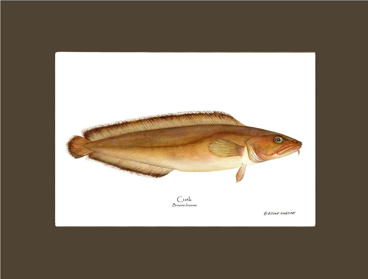 Cusk Brosme brosme | Wall Art Fish Print