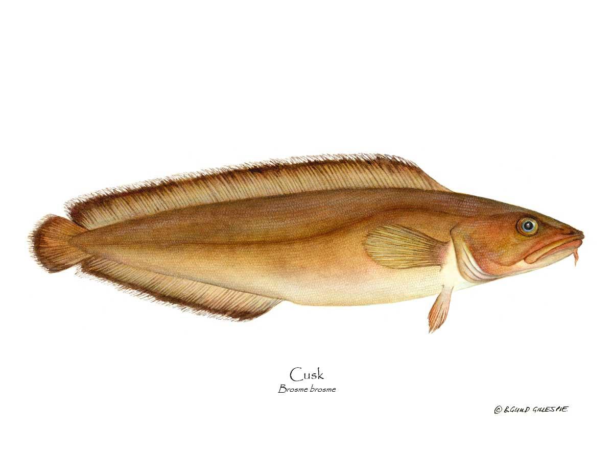 Cusk Brosme brosme | Wall Art Fish Print