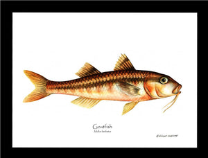 Goatfish Mullus barbatus