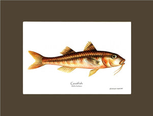 Goatfish Mullus barbatus