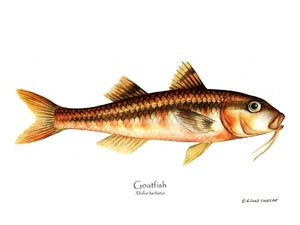 Fish Print: Goatfish Mullus barbatus